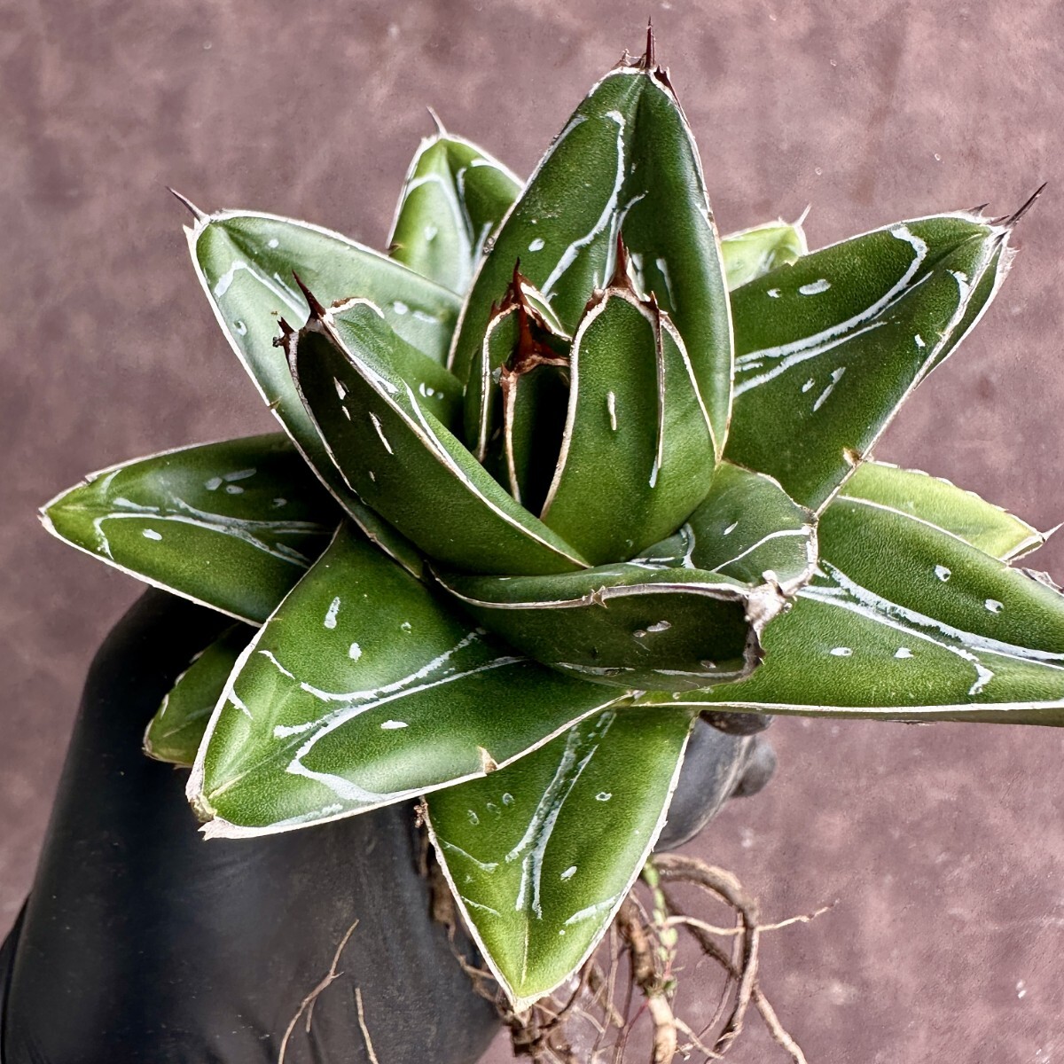 【Lj_plants】W153多肉植物 アガベ D型 笹の雪 丸い叶 コンパクト包葉形 極上美株の画像2