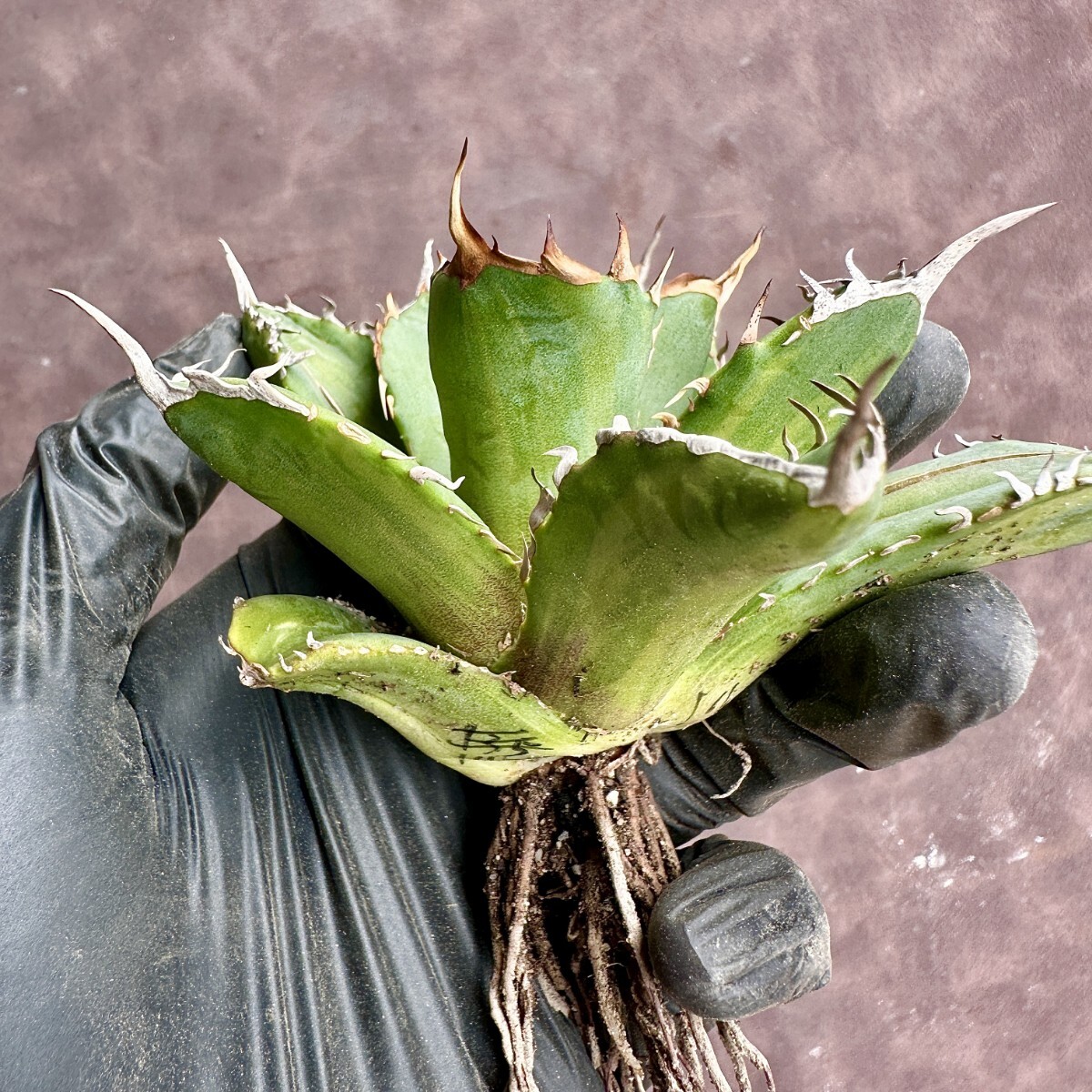【Lj_plants】W166 多肉植物 アガベチタノタ厳龍錦 縞斑 選抜 極上株 鮮明斑 の画像4