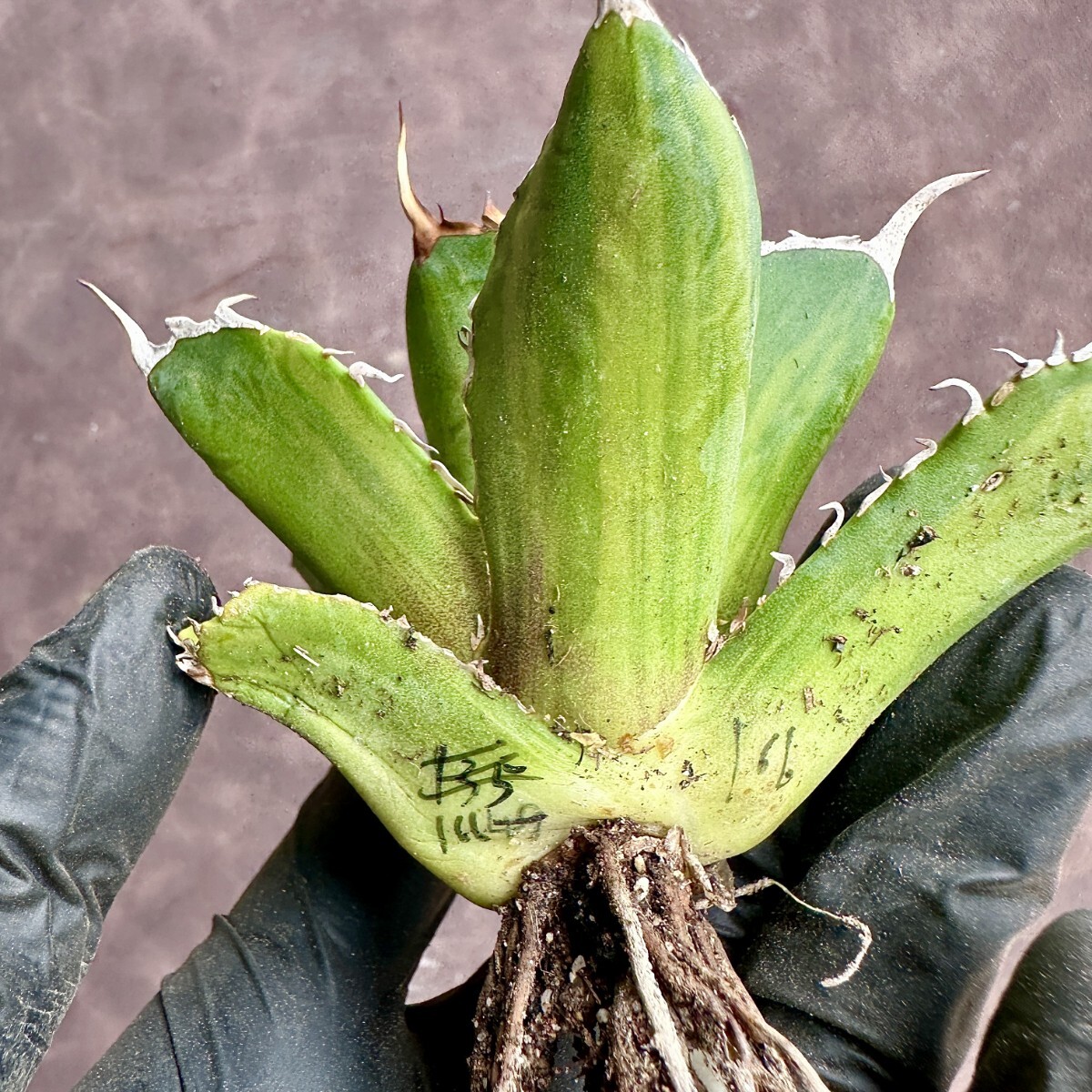 【Lj_plants】W166 多肉植物 アガベチタノタ厳龍錦 縞斑 選抜 極上株 鮮明斑 の画像5