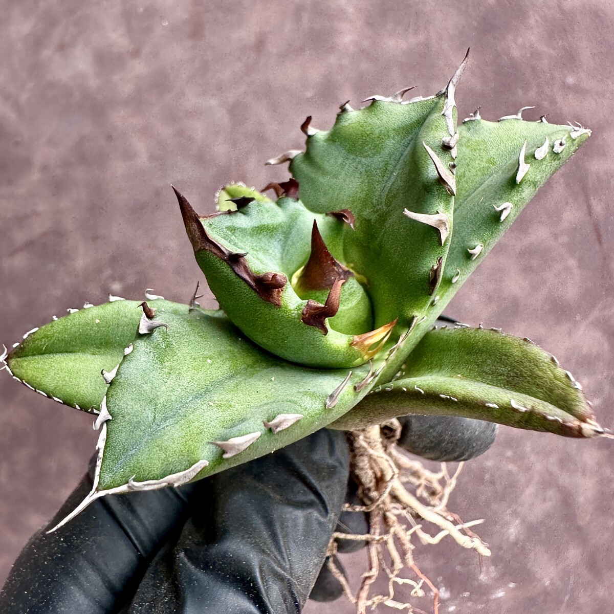 【Lj_plants】 W188 アガベ チタノタ キューピッド/翼竜 agave titanota Cupid 強棘 厳選極上美株の画像7