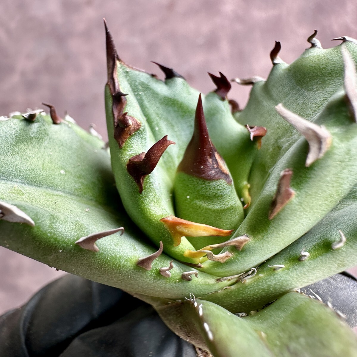 【Lj_plants】 W188 アガベ チタノタ キューピッド/翼竜 agave titanota Cupid 強棘 厳選極上美株の画像2