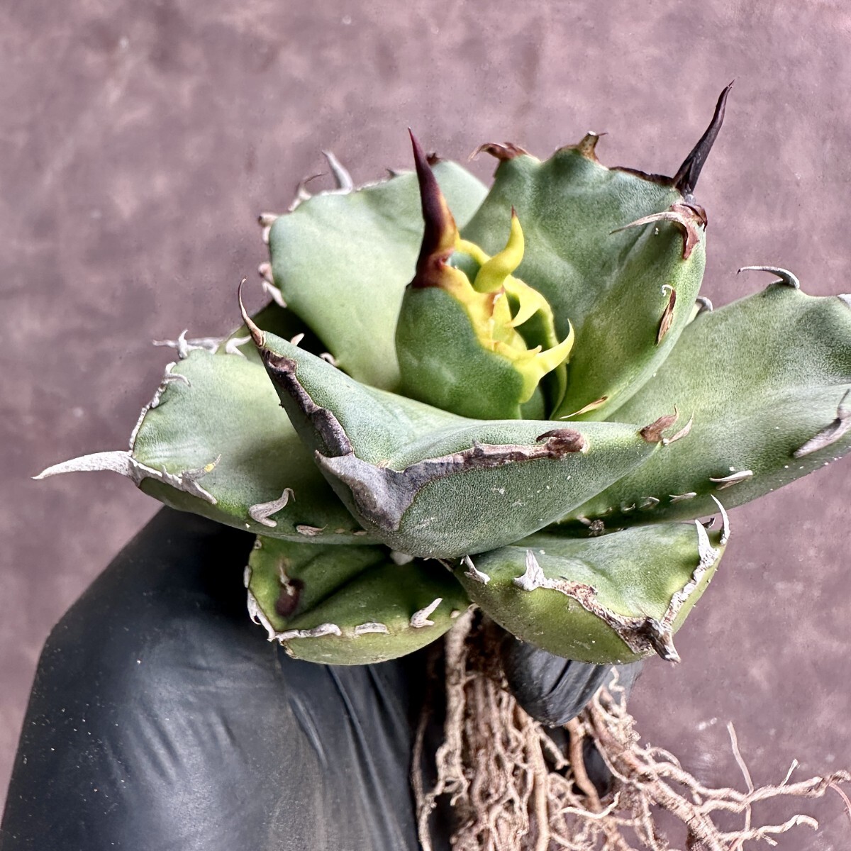 【Lj_plants】W189 貴重な希少種 アガベ チタノタ[AGAVE TITANOTA owl] 猫耳鷹 梟 極上強棘 厳選超デブ美株の画像2