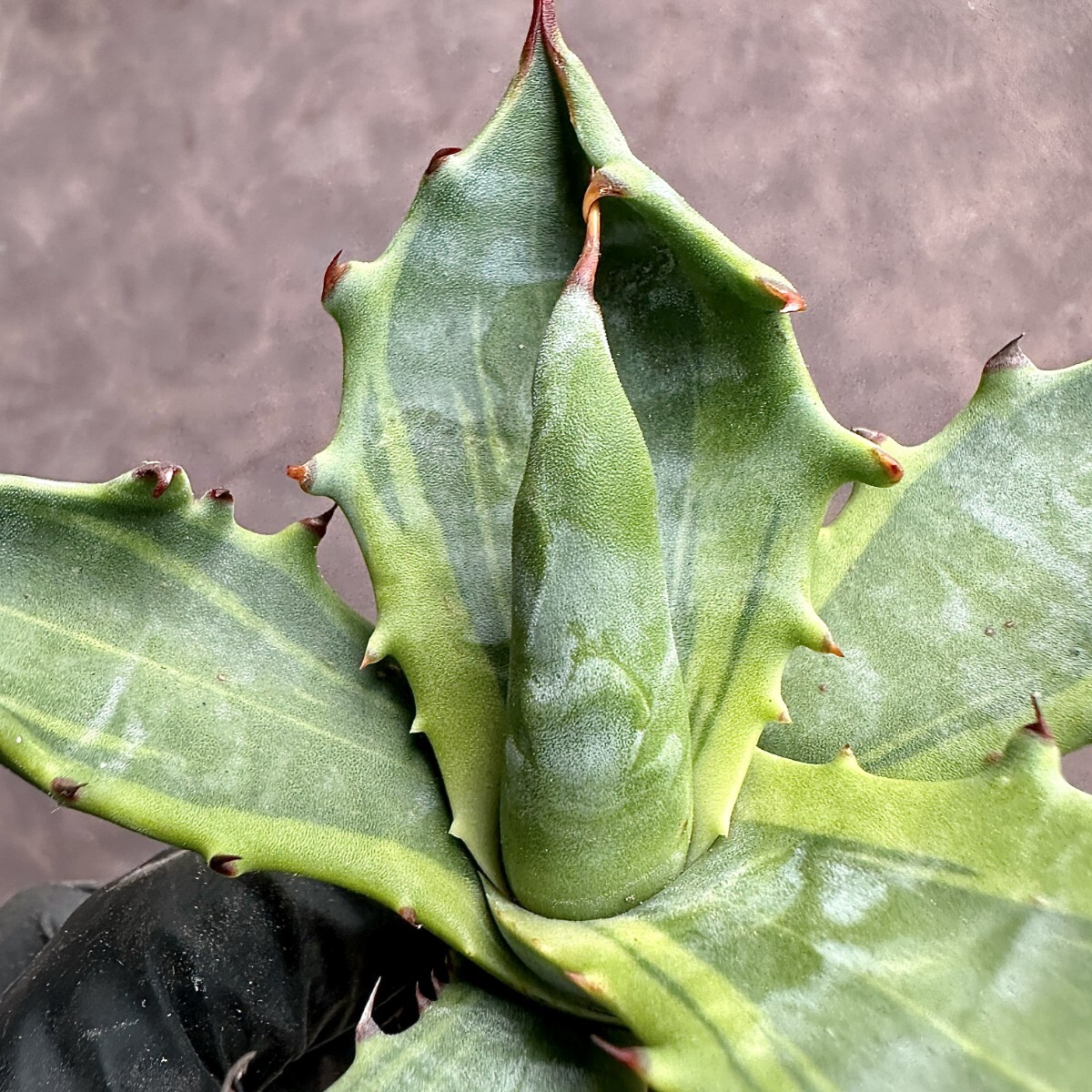 【Lj_plants】W 190 Agave colorata variegated アガベ コロラータ 錦 武蔵坊錦 斑入り 選別株 多肉植物 極上美株の画像3