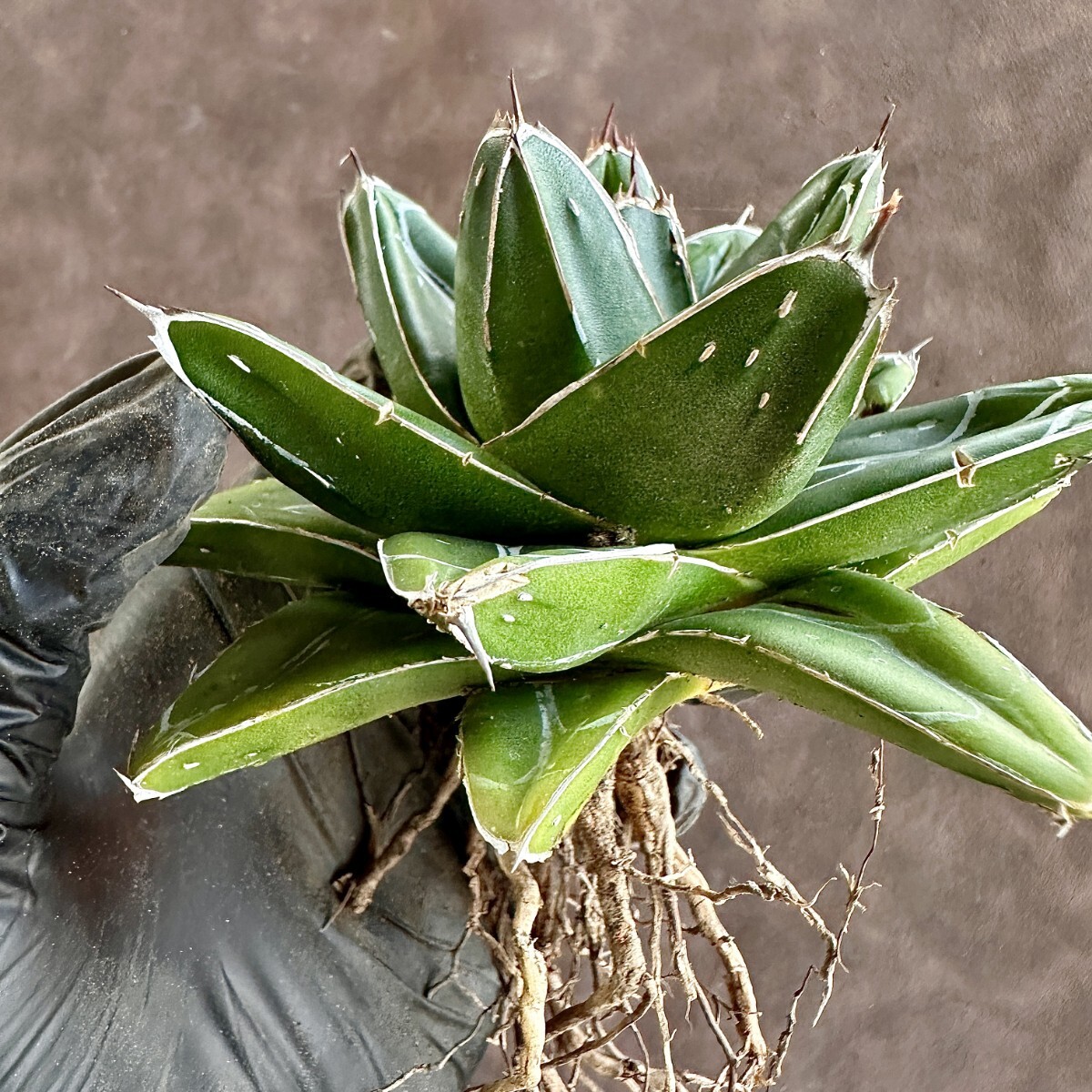 【Lj_plants】W215 多肉植物 アガベ D型 笹の雪 丸い叶 コンパクト包葉形 極上美株の画像8