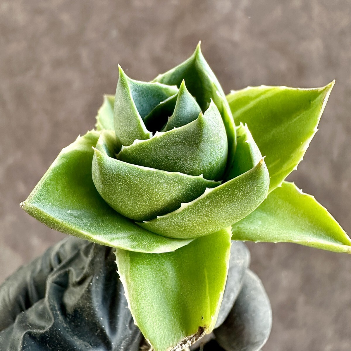 【Lj_plants】W217 アガベ ブルーグロー 極姫錦 極選個体 コレは上げたら見事だと思特別苗 の画像6