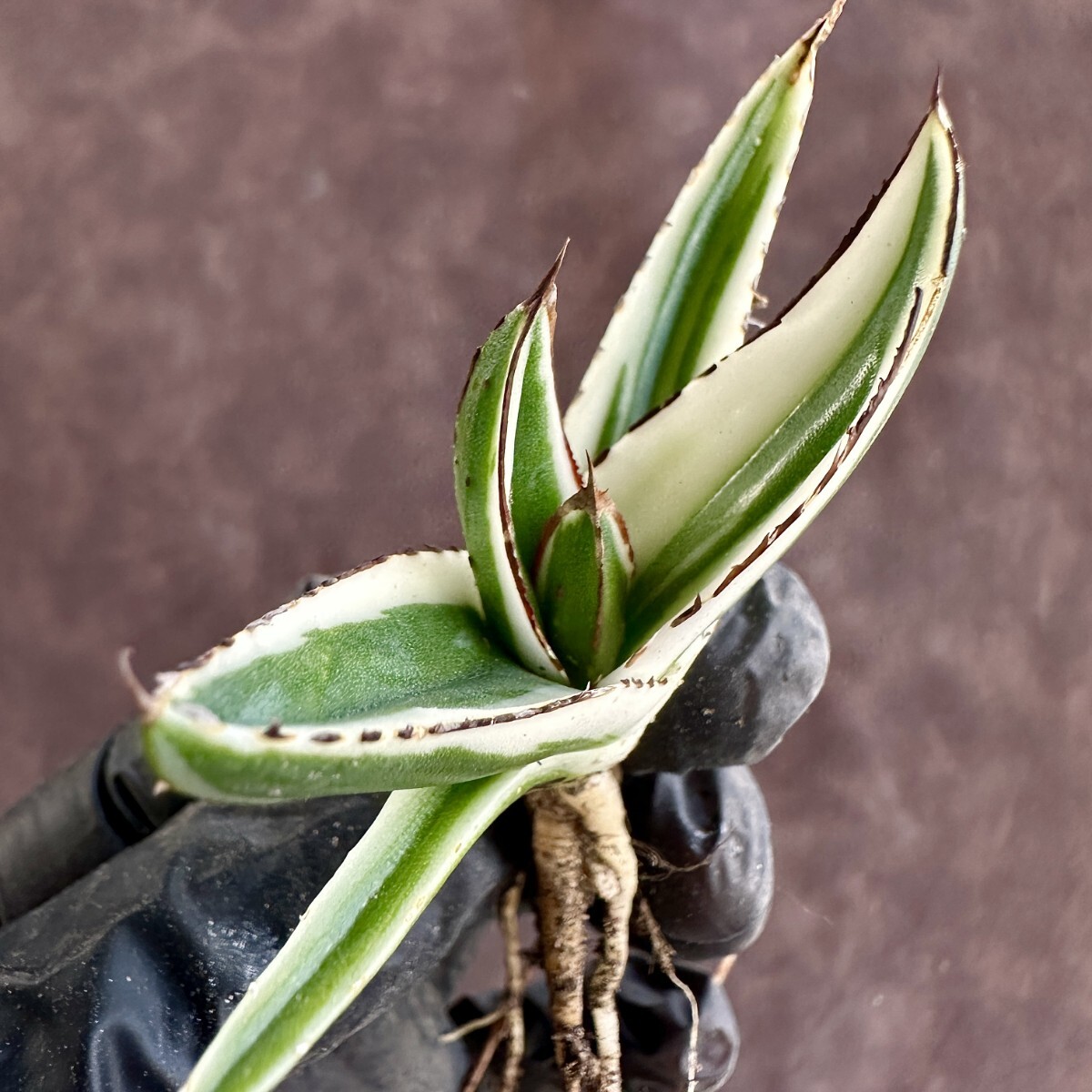 【Lj_plants】W220 多肉植物 アガベ 氷山 覆輪錦 極上子株 発根済み の画像7