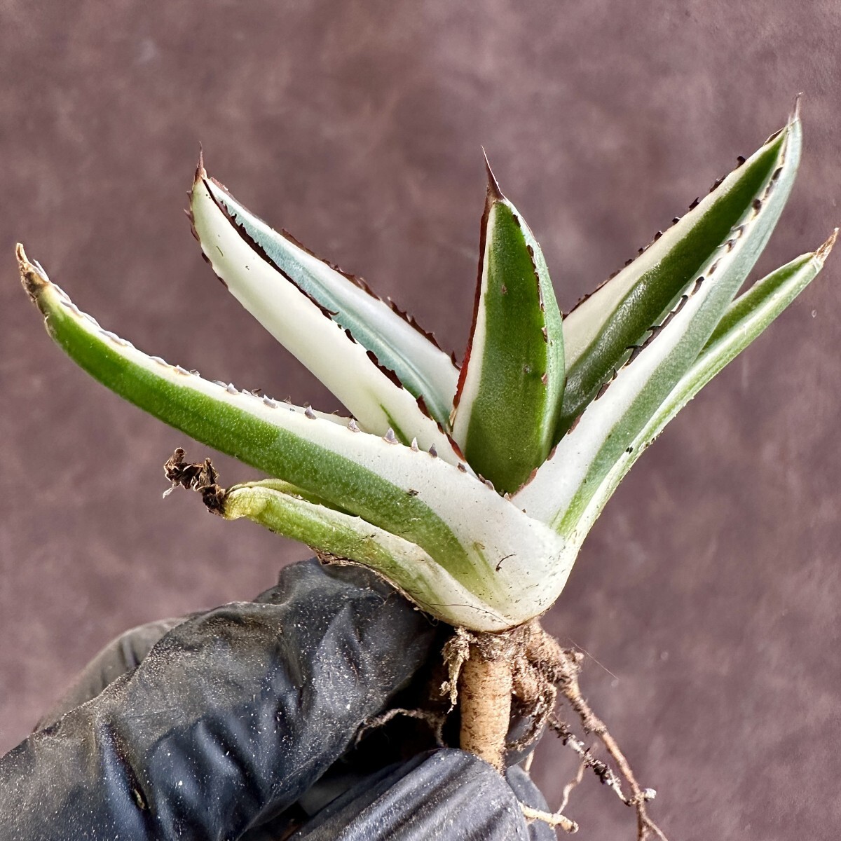 【Lj_plants】W220 多肉植物 アガベ 氷山 覆輪錦 極上子株 発根済み の画像6