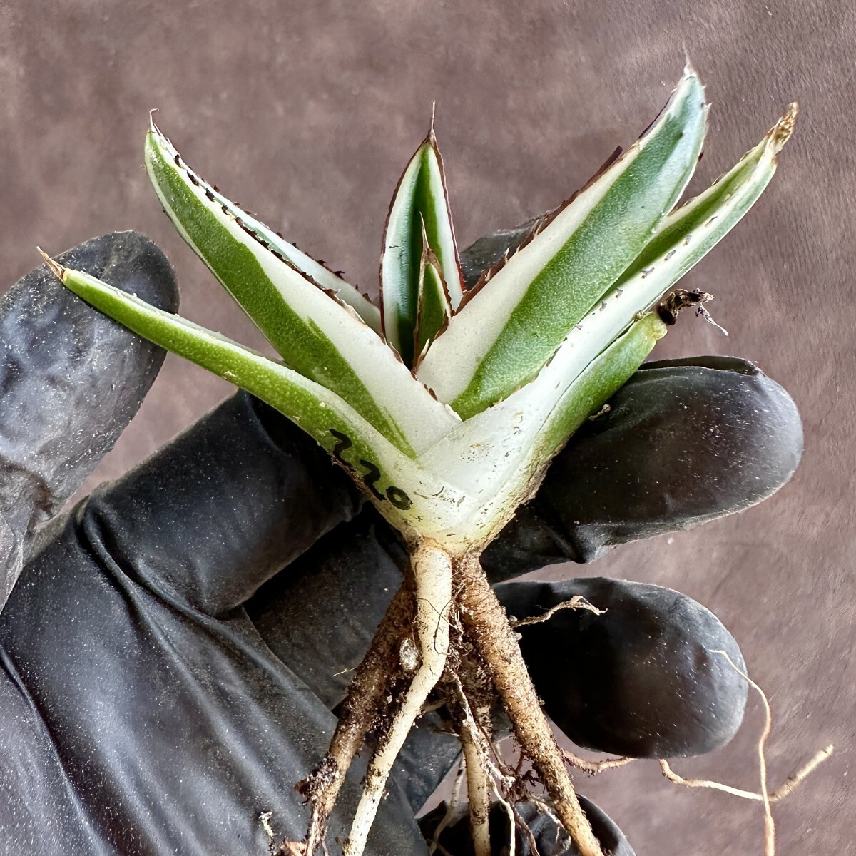 【Lj_plants】W220 多肉植物 アガベ 氷山 覆輪錦 極上子株 発根済み の画像9