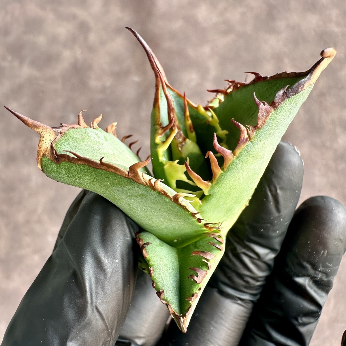 【Lj_plants】W249 多肉植物 アガベ チタノタ 覇王竜新種 厳選株 極上強棘 子株5株同梱_画像5