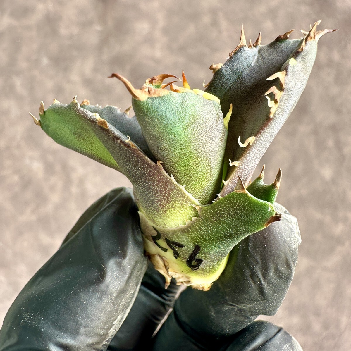 【Lj_plants】 W256 アガベ チタノタ 金剛 子株 agave kingkong 発根済 極上強棘 極美極上子株の画像8