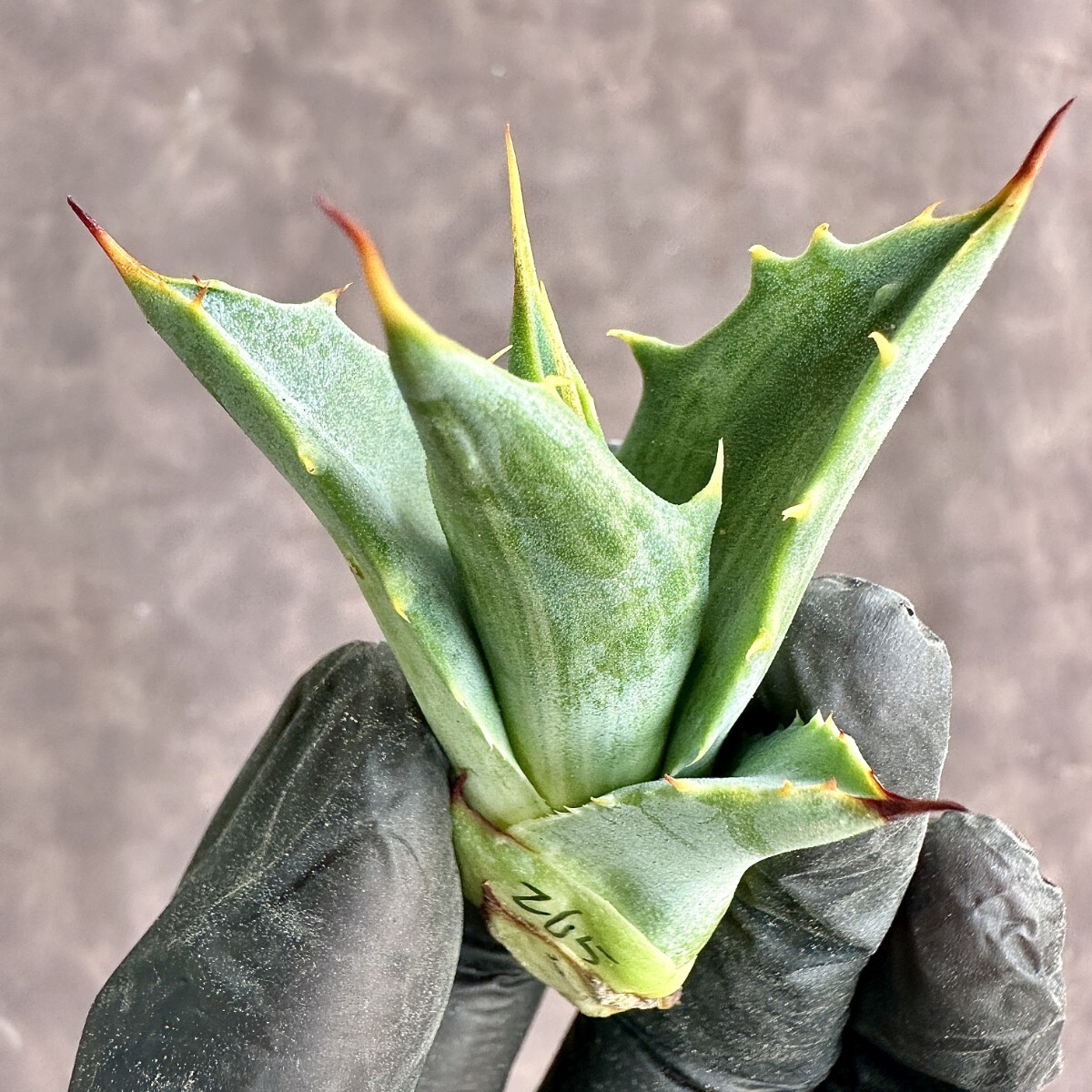 【Lj_plants】 W265 アガベ スノ-デビル 極上斑です Agave deserti v. simplex variegata Snow Devil 極上子株の画像3