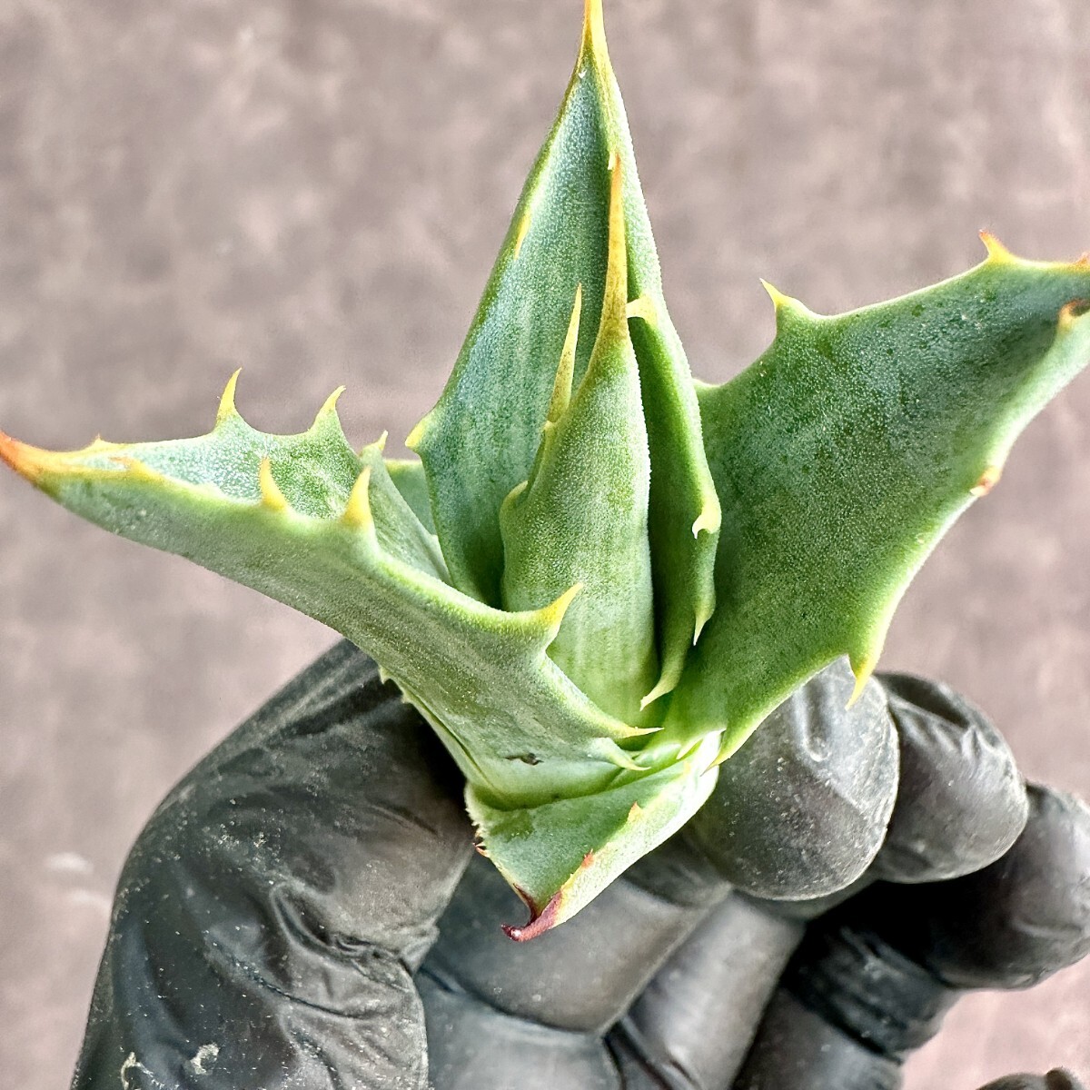 【Lj_plants】 W265 アガベ スノ-デビル 極上斑です Agave deserti v. simplex variegata Snow Devil 極上子株の画像1