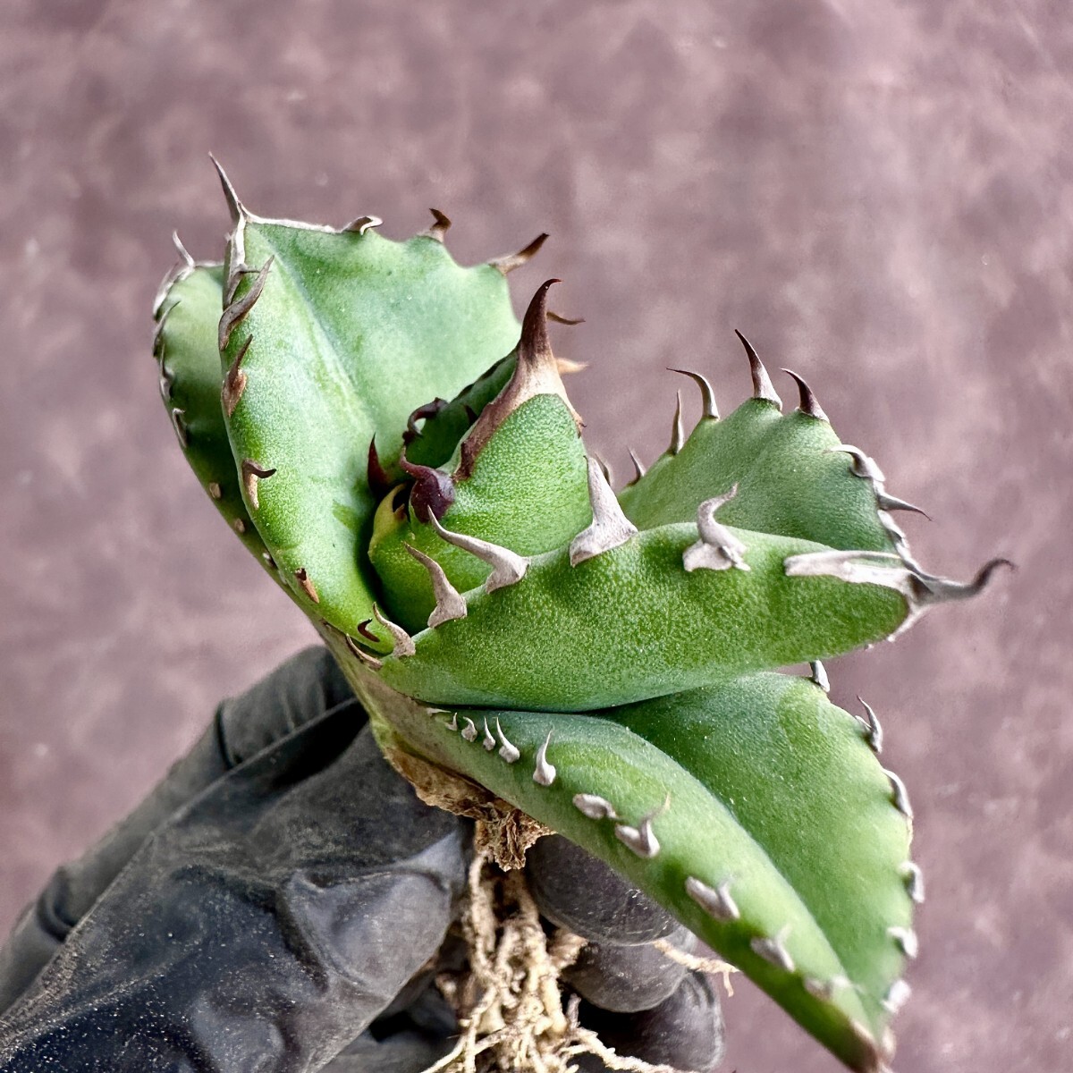 【Lj_plants】W280 アガベ チタノタ キューピッド/翼竜 agave titanota Cupid 強棘 厳選極上美株の画像7