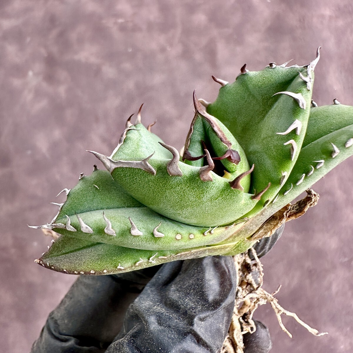 【Lj_plants】W280 アガベ チタノタ キューピッド/翼竜 agave titanota Cupid 強棘 厳選極上美株の画像4