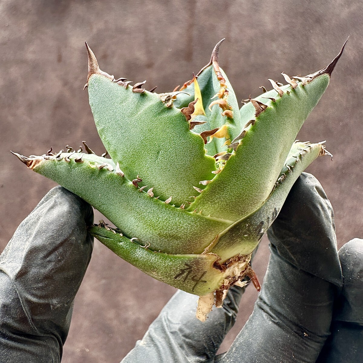 【Lj_plants】W314 厳選 アガベ チタノタ chocolate Kiss 極上強白棘 葉内刺し 極上子株 発根済みの画像7