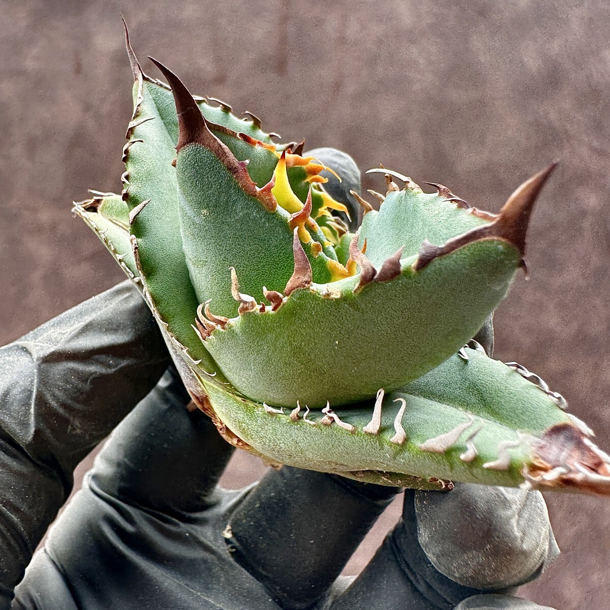 【Lj_plants】W314 厳選 アガベ チタノタ chocolate Kiss 極上強白棘 葉内刺し 極上子株 発根済みの画像4