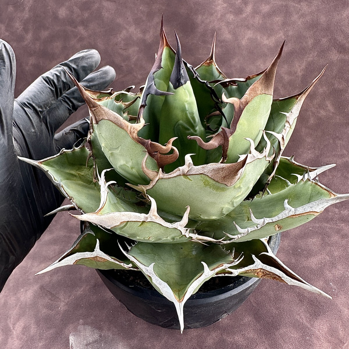 【Lj_plants】 W317 激レア高級品種 アガベ チタノタ 蜘蛛 極上強棘 極美極上子株の画像2