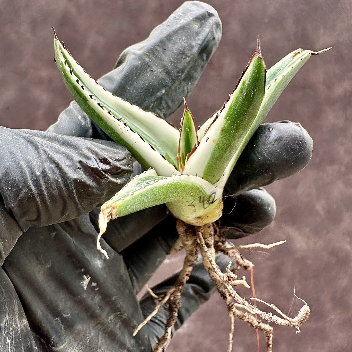 【Lj_plants】W340 多肉植物 アガベ 氷山 覆輪錦 極上子株 発根済み _画像8