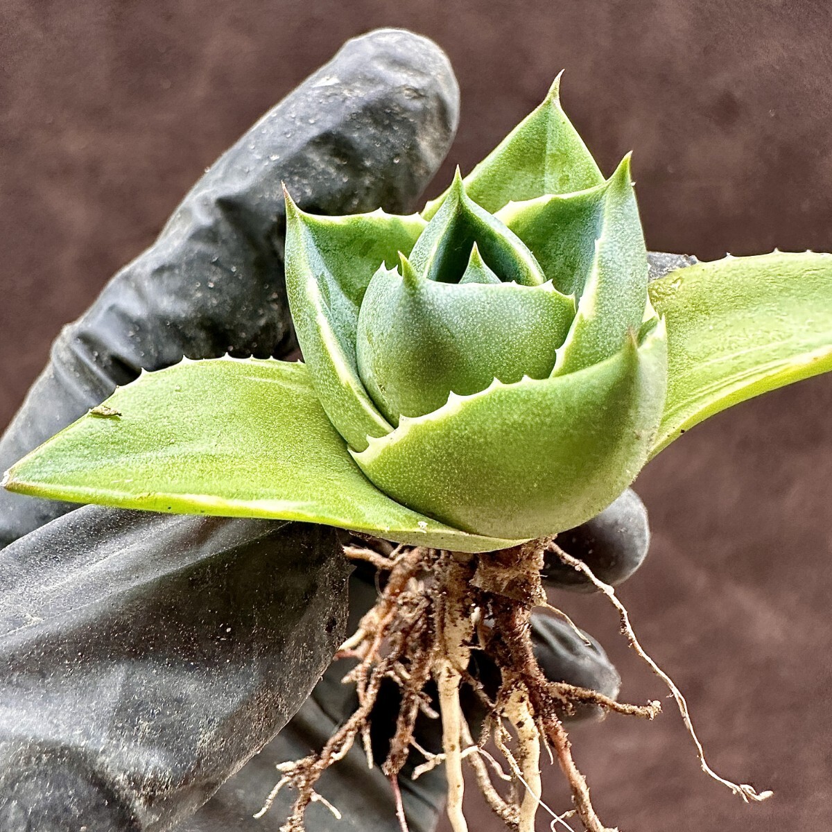 【Lj_plants】W350 ガベ ブルーグロー 極姫錦 極選個体 コレは上げたら見事だと思特別苗 の画像6