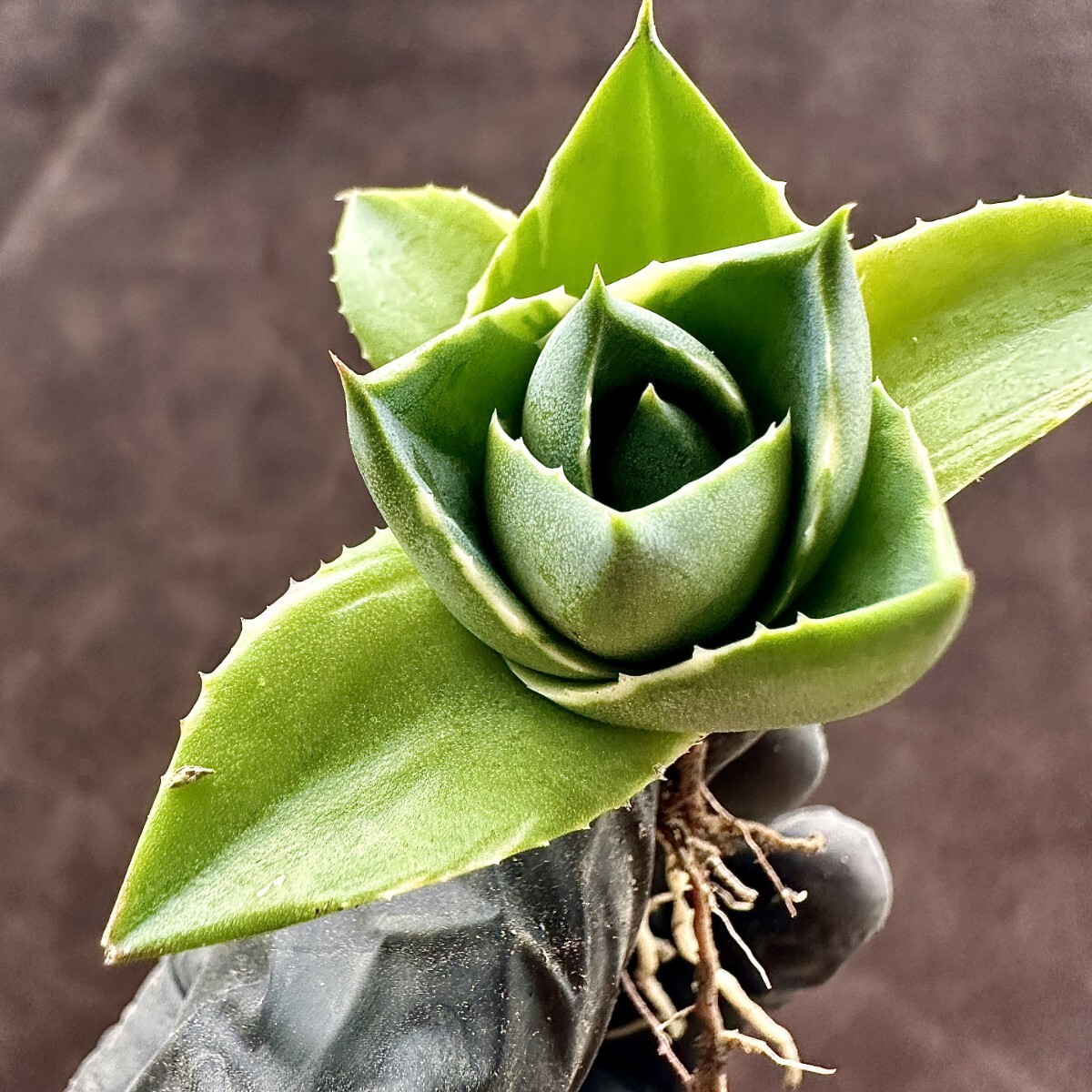 【Lj_plants】W350 ガベ ブルーグロー 極姫錦 極選個体 コレは上げたら見事だと思特別苗 の画像4