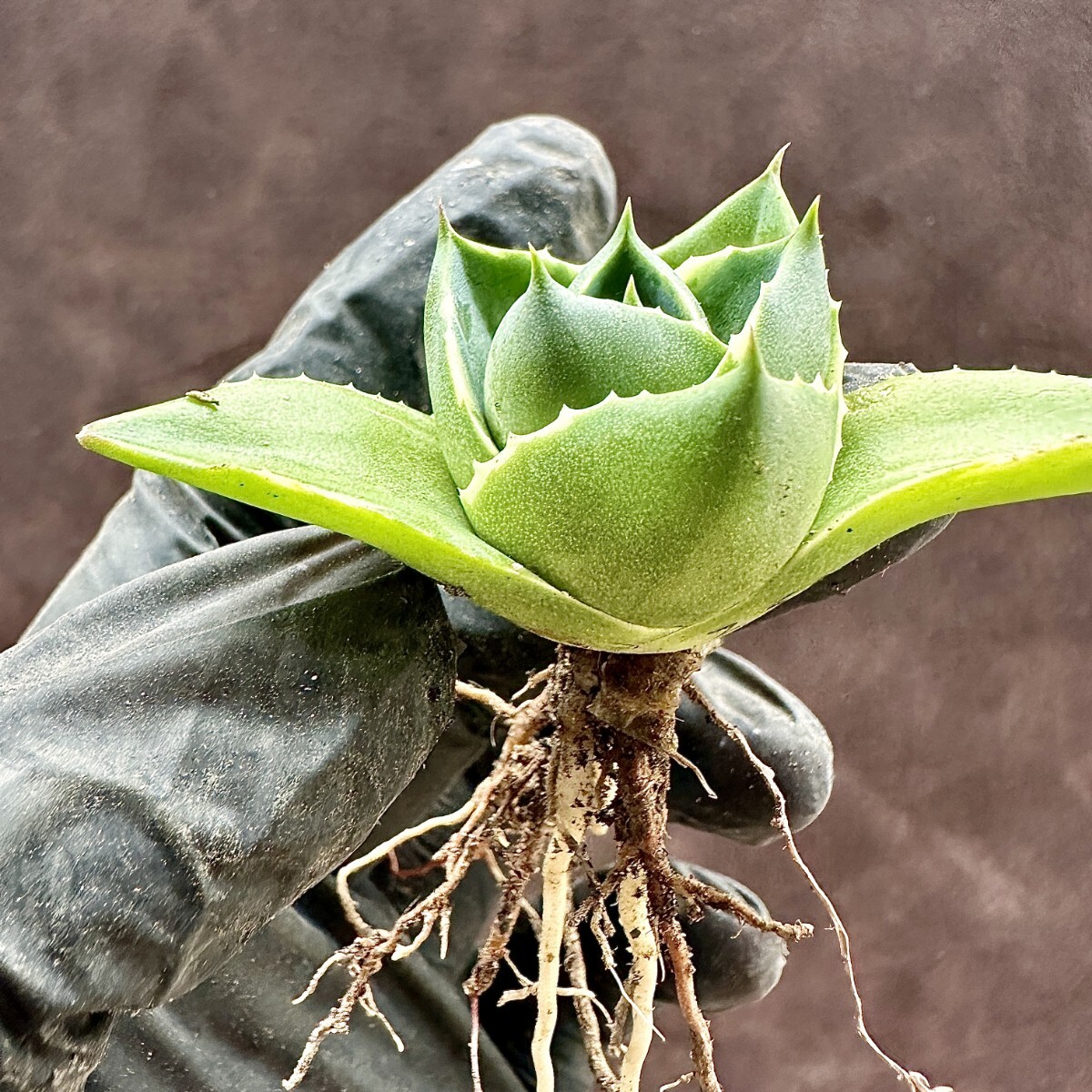 【Lj_plants】W350 ガベ ブルーグロー 極姫錦 極選個体 コレは上げたら見事だと思特別苗 の画像10