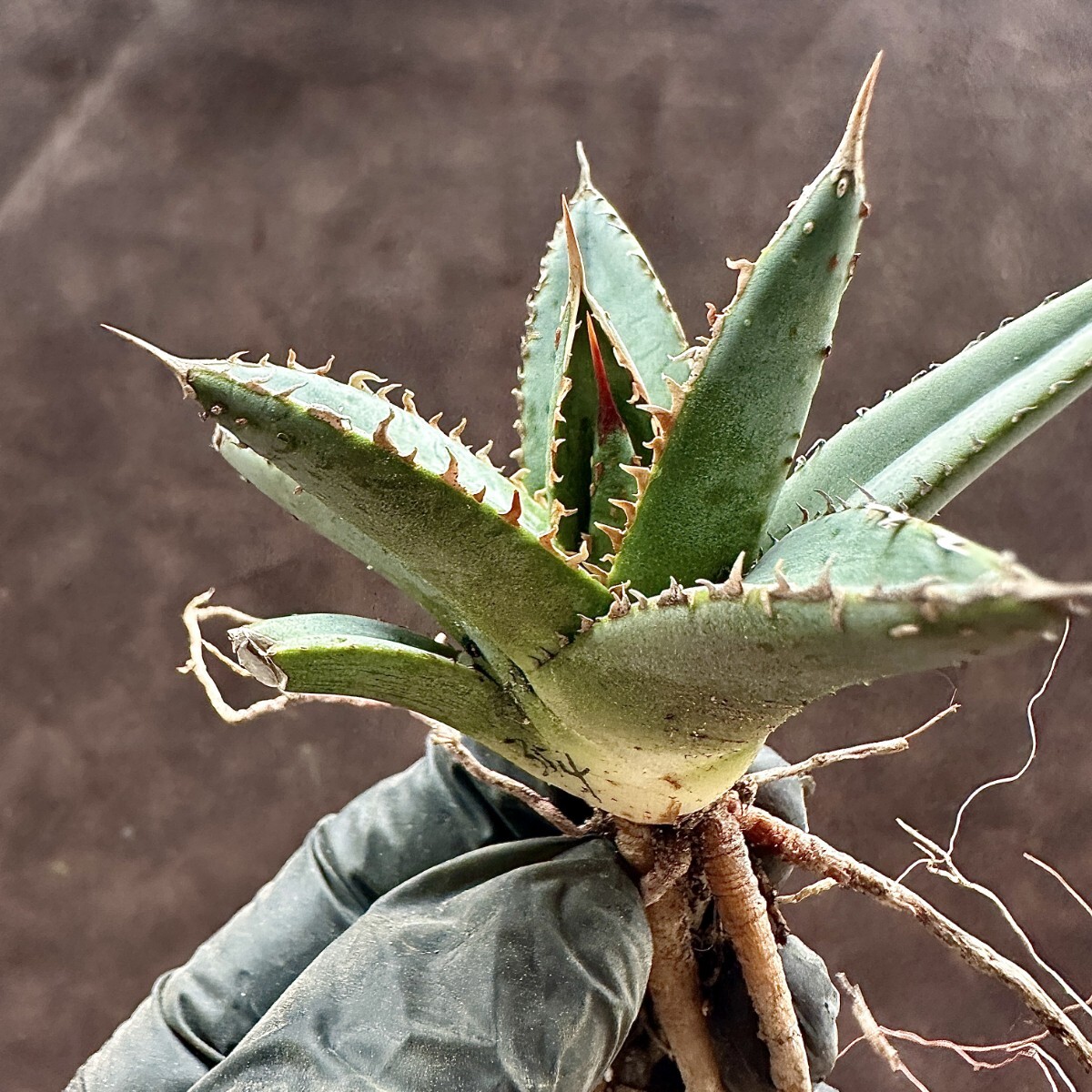【Lj_plants】W354 アガベ チタノタ 帝君 agave emperor 極上強棘 裏棘 表棘 極上子株 の画像6