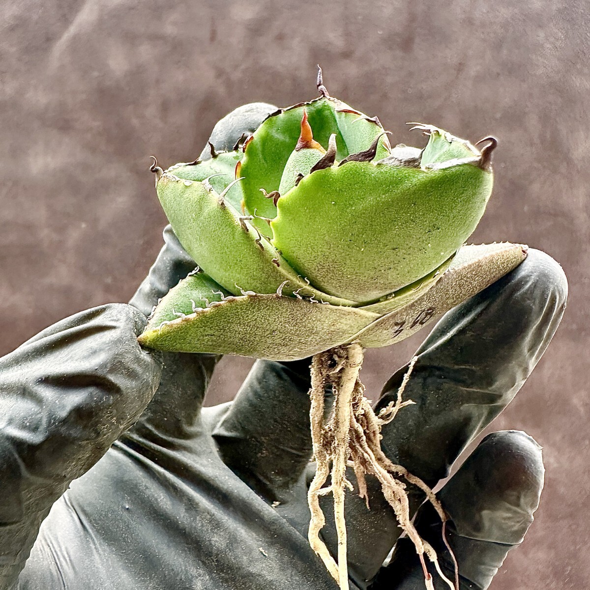 【Lj_plants】W368 アガベ 多肉植物 ジャガーノート 純血 'Juggernaut' pure blood 極上美株の画像9