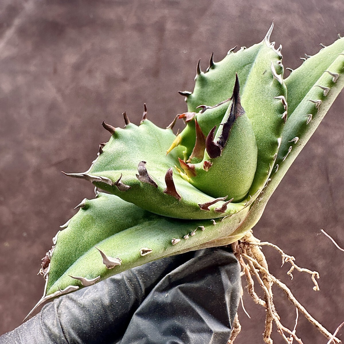 【Lj_plants】W381アガベ チタノタ キューピッド/翼竜 agave titanota Cupid 強棘 厳選極上美株の画像5