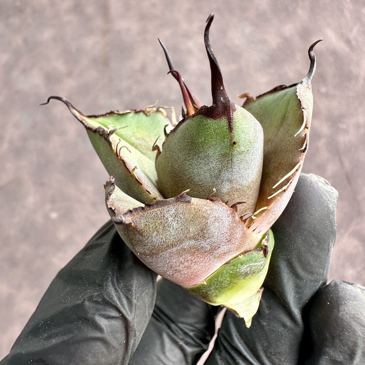 [Lj_plants]W415 agave chitanota black . finest quality a little over .( diamond ) super preeminence . parent stock large . cover super carefuly selected finest quality . stock 