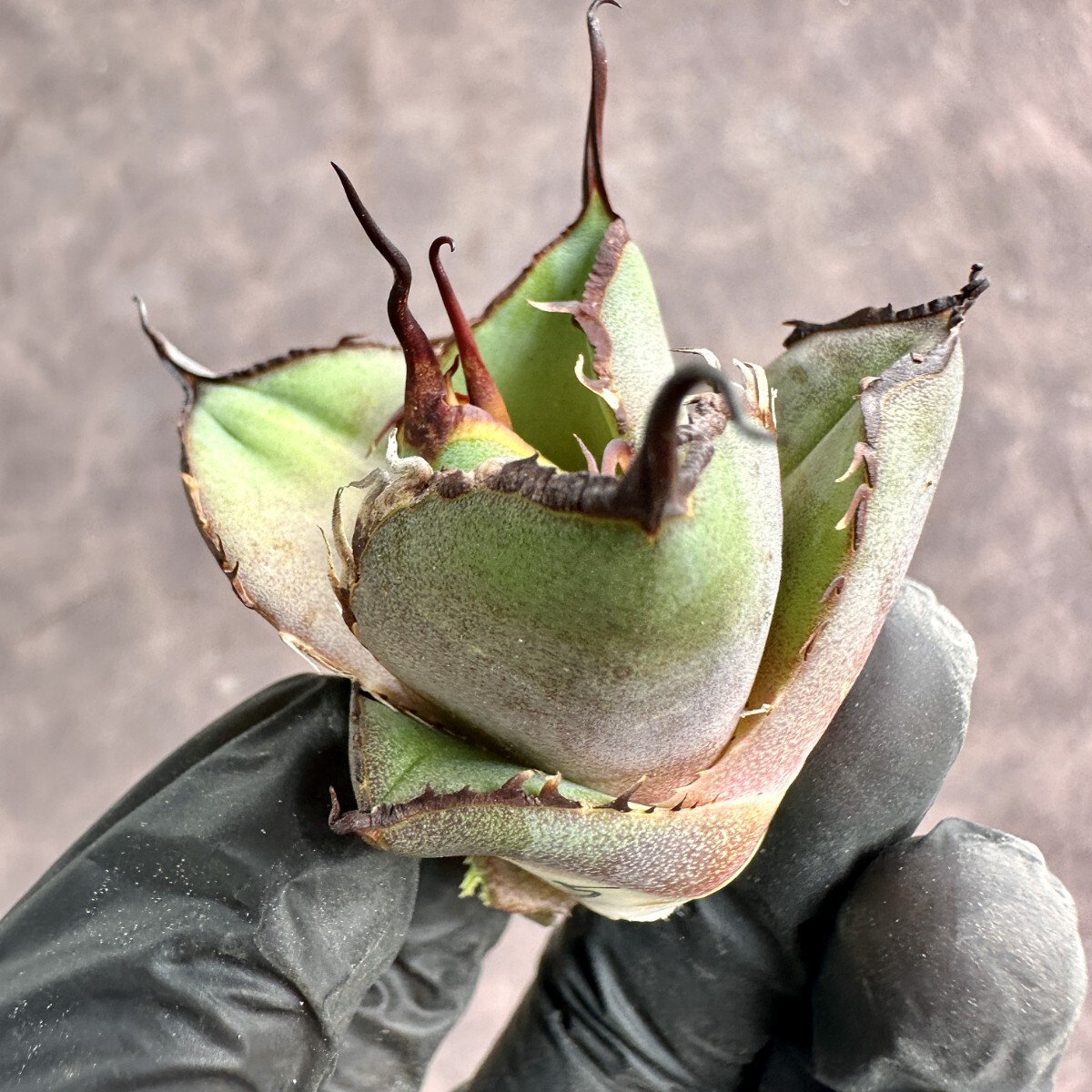 [Lj_plants]W415 agave chitanota black . finest quality a little over .( diamond ) super preeminence . parent stock large . cover super carefuly selected finest quality . stock 