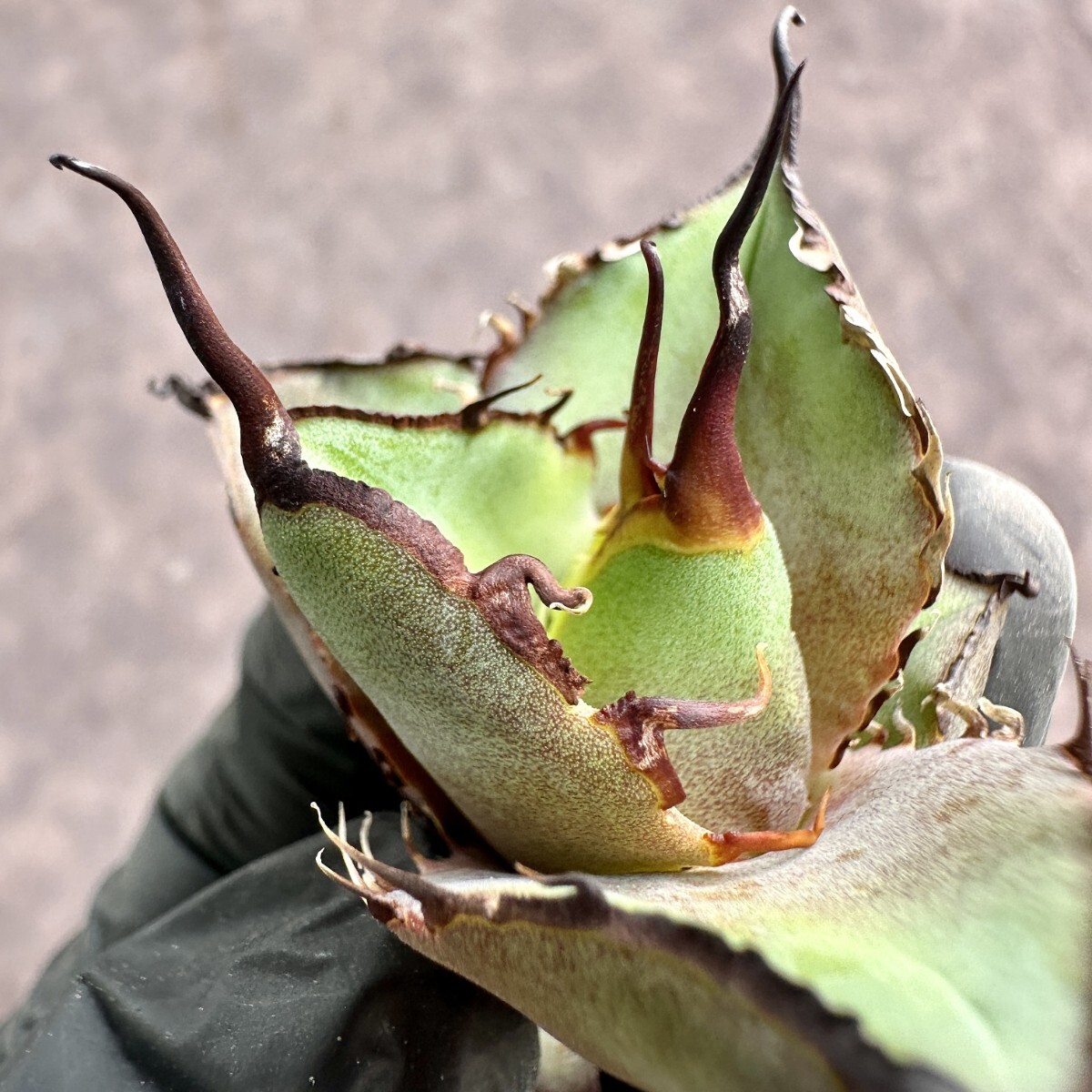 [Lj_plants]W415 agave chitanota black . finest quality a little over .( diamond ) super preeminence . parent stock large . cover super carefuly selected finest quality . stock 