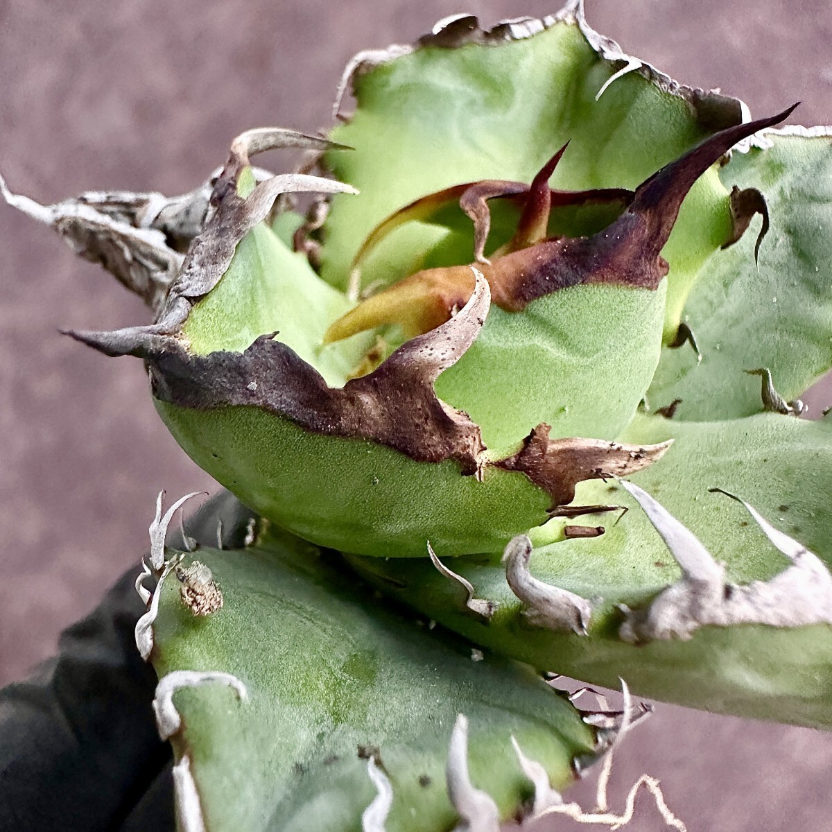 [Lj_plants] W484 succulent plant agave chitanota.. finest quality a little over . large . cover super preeminence selection . stock good. .. ultimate beautiful finest quality beautiful stock 