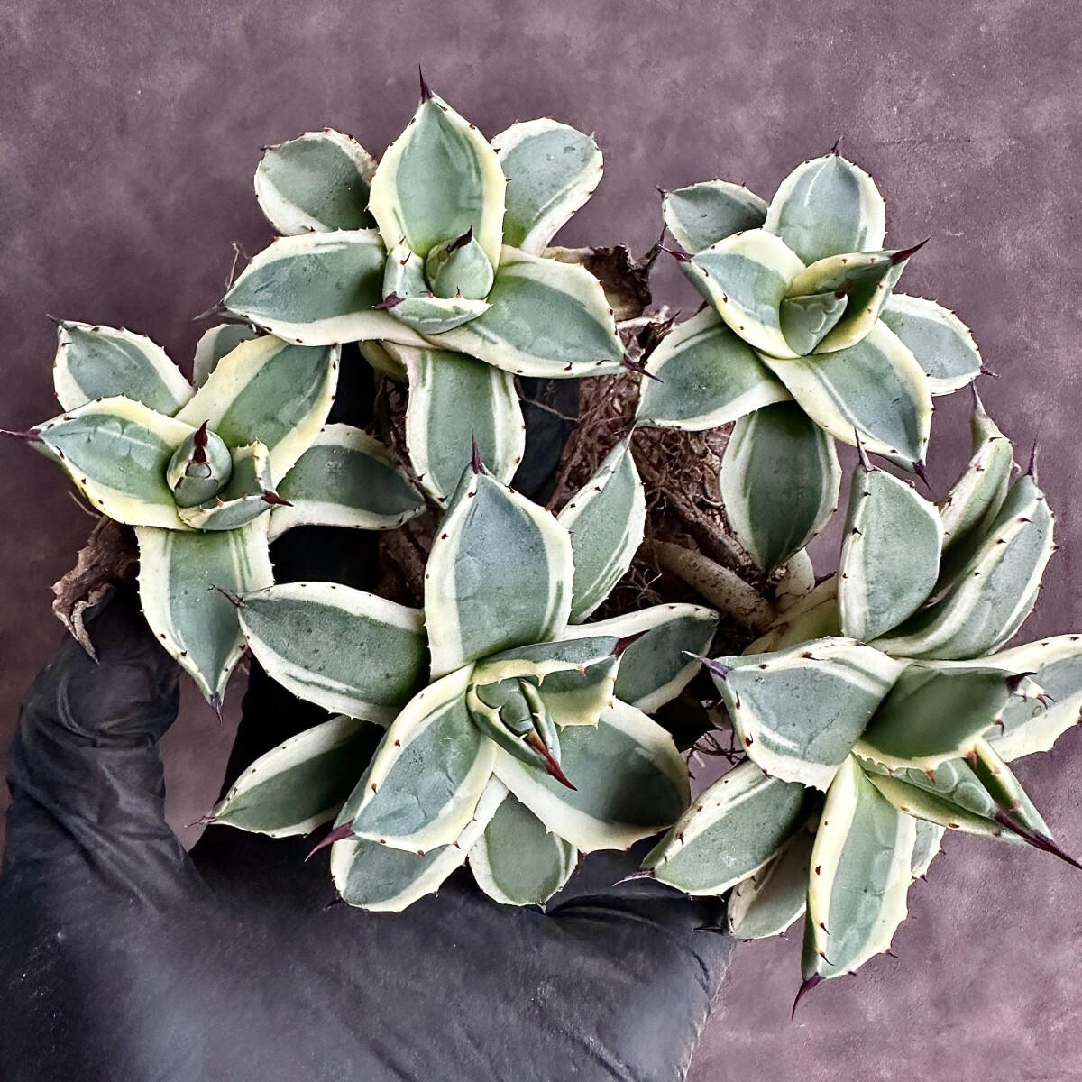 [Lj_plants]W487 succulent plant agave a pra na-ta cream spike me Rico .. wheel .5 stock including in a package 