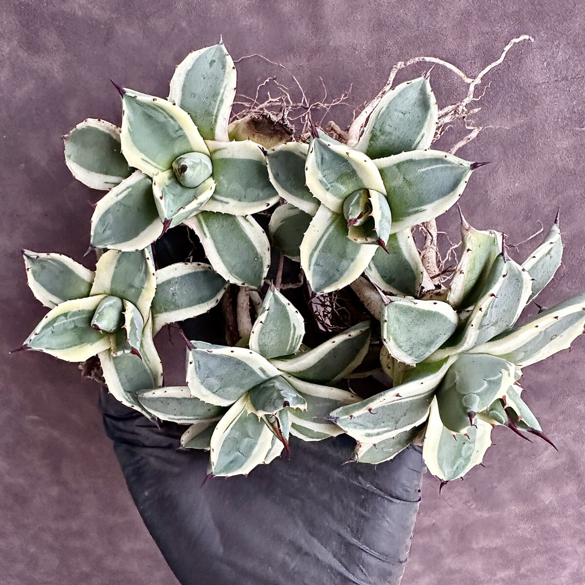 [Lj_plants]W487 succulent plant agave a pra na-ta cream spike me Rico .. wheel .5 stock including in a package 