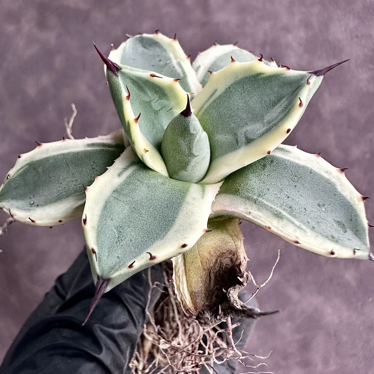 [Lj_plants]W487 succulent plant agave a pra na-ta cream spike me Rico .. wheel .5 stock including in a package 