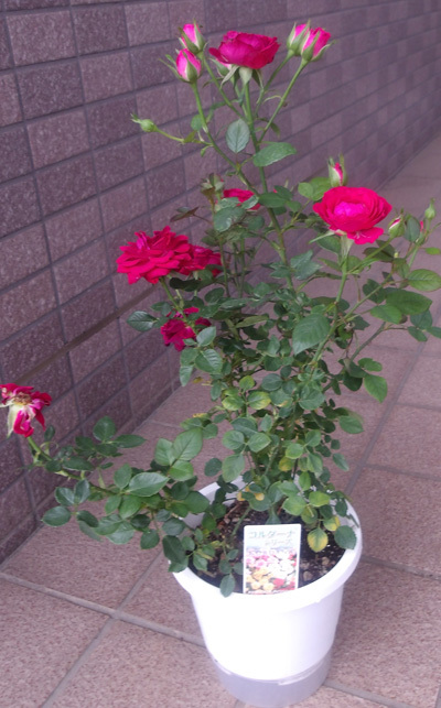  мини роза красный bell koruda-na