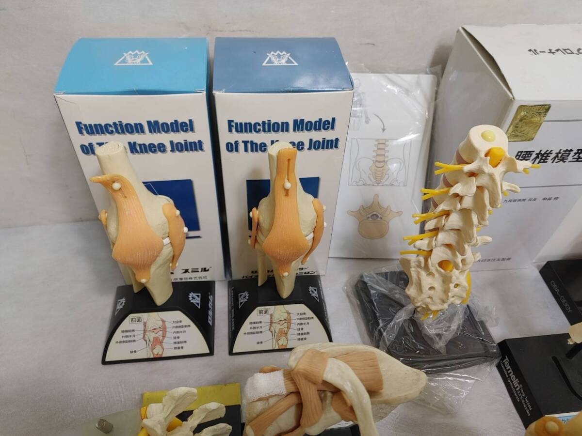 j0 人体模型 骨格模型 腰椎模型/関節模型/手指関節模型/足指関節模型/肩関節筋肉模型 大量16点 接骨院・整体・教材・医学・カイロ