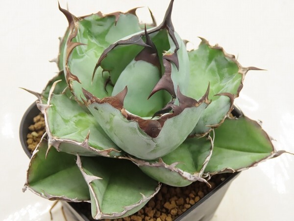 ■[Y146]titanota 'Black&Blue' Blue Ball ブルーボール ヤマト運輸 【多肉植物 Agave アガベ】の画像1