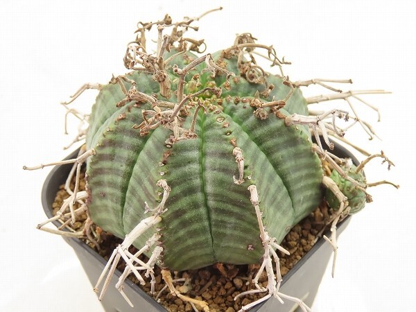 ■[Y137]valida　バリダ(ミラクル実生)　実生苗　ヤマト運輸 【多肉植物　Euphorbia ユーフォルビア】_画像1