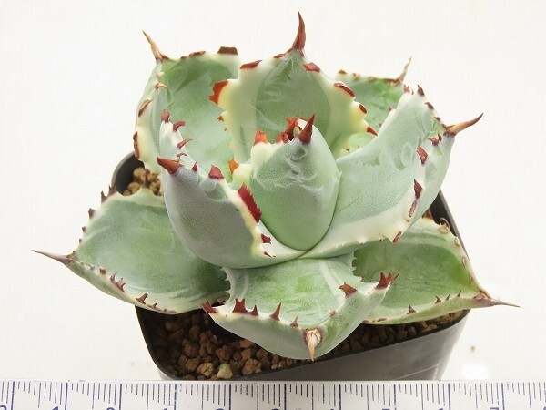 ■[Y131]isthmensis variegata 王妃兜蟹錦 ヤマト運輸 【多肉植物 Agave アガベ】の画像4