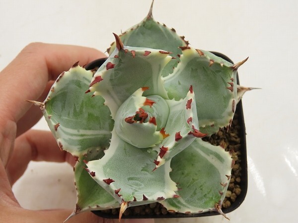 ■[Y131]isthmensis variegata 王妃兜蟹錦 ヤマト運輸 【多肉植物 Agave アガベ】の画像2