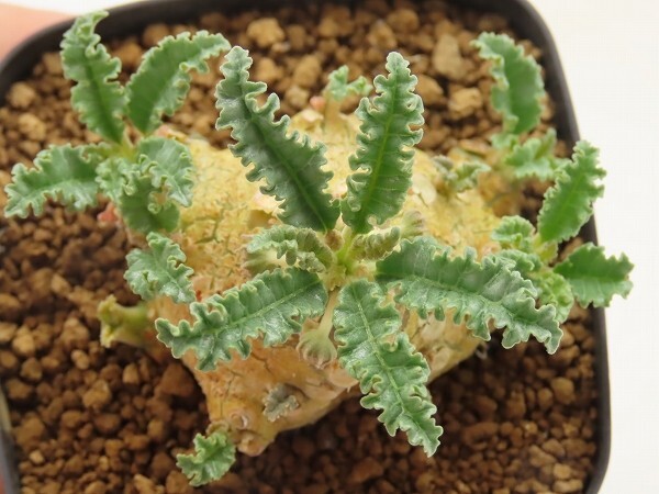 ■[Y125]lavrani ラブラニー 実生苗 ヤマト運輸 【多肉植物 Dorstenia ドルステニア】の画像4