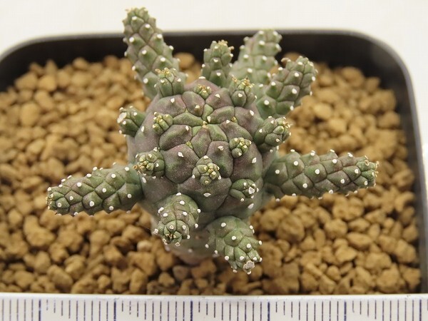 ■[Y124]gamkensis ガムケンシス ヤマト運輸 【多肉植物 Euphorbia ユーフォルビア】の画像4