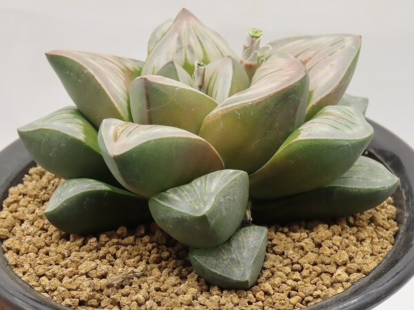 ■[Y116]Rainbow Storm×Gigant Storm 実生 未繁殖 ヤマト運輸 【多肉植物 Haworthia ハオルチア ハオルシア】の画像6