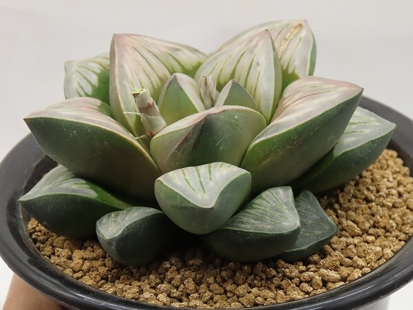 ■[Y116]Rainbow Storm×Gigant Storm 実生 未繁殖 ヤマト運輸 【多肉植物 Haworthia ハオルチア ハオルシア】の画像4