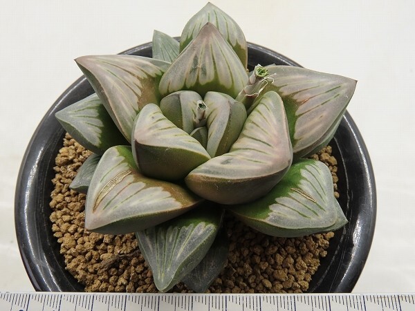 ■[Y116]Rainbow Storm×Gigant Storm 実生 未繁殖 ヤマト運輸 【多肉植物 Haworthia ハオルチア ハオルシア】の画像8