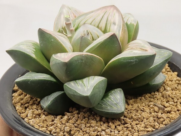 ■[Y116]Rainbow Storm×Gigant Storm 実生 未繁殖 ヤマト運輸 【多肉植物 Haworthia ハオルチア ハオルシア】の画像5