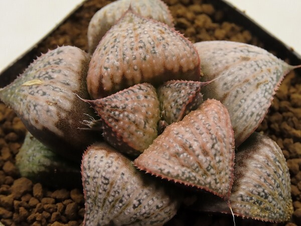 ■[Y043]GM452 IK No.2×GM452-TM 実生 未繁殖 ヤマト運輸 【多肉植物 Haworthia ハオルチア ハオルシア】の画像1