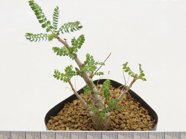 ■[Y153]neglecta Wongonyi ネグレクタ 実生苗 ヤマト運輸 【多肉植物 Boswellia ボスウェリア】の画像5