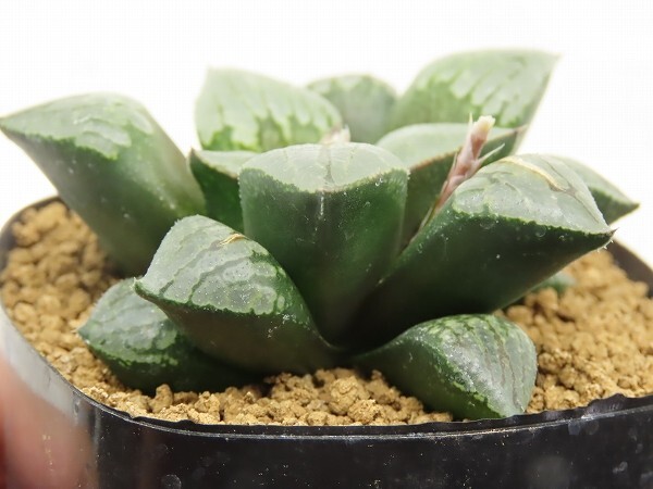 ■[W065]Absolute Zero×クイーンマリリン　実生　未繁殖　ヤマト運輸 【多肉植物　Haworthia　ハオルチア　ハオルシア】_画像3